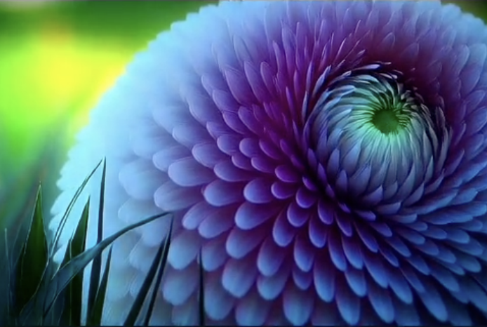 Flower Bloom (Low Resolution)